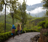 Ceylon Tea Trails Tientsin
